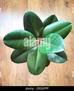 Ficus elastica albero o pianta di gomma su sfondo di legno da una vista ad angolo alto Foto Stock