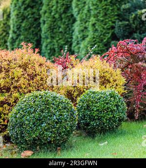 Progettazione di giardini paesaggistici con prato verde, arbusti ornamentali colorati e boschi di bosso a forma d'autunno Foto Stock