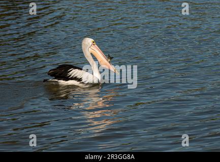 Pellicano australiano (Pelecanus conspicillatus) con un pesce che è stato catturato. Foto Stock