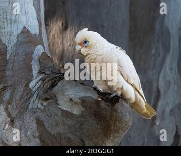 La piccola corella (Cacatua sanguinea), conosciuta anche come la corella a basso costo, è un cockatoo bianco originario dell'Australia, focus selezionato. Foto Stock