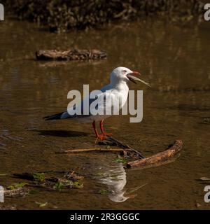 Il gabbiano d'argento (Chroicocephalus novaehollandiae) con un pesce è il gabbiano più comune dell'Australia. E' stato trovato in tutto il continente. Foto Stock