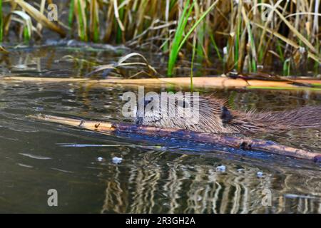 Un castoro selvatico adulto 'Castor canadensis', bastoni in movimento nel suo stagno castoro casa Foto Stock