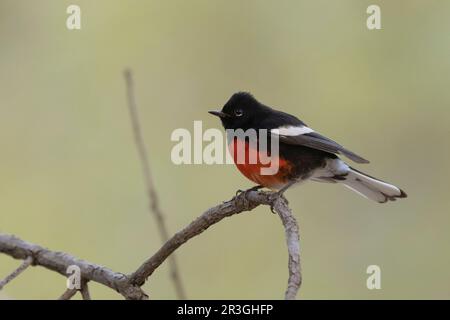 Dipinto Redstart (foto di Myioborus) a Cave Creek Canyon, Cochise County Arizona USA Foto Stock