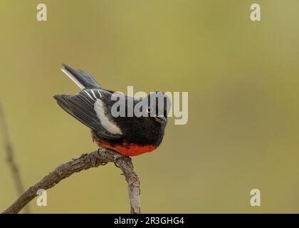 Dipinto Redstart (foto di Myioborus) a Cave Creek Canyon, Cochise County Arizona USA Foto Stock