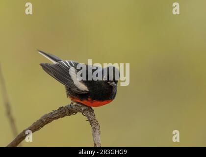 Dipinto Redstart (foto di Myioborus) a Cave Creek Canyon, Cochise County Arizona USA Foto Stock