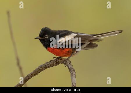 Dipinto Redstart (foto di Myioborus) a Cave Creek Canyon, Cochise County Arizona USA Foto Stock