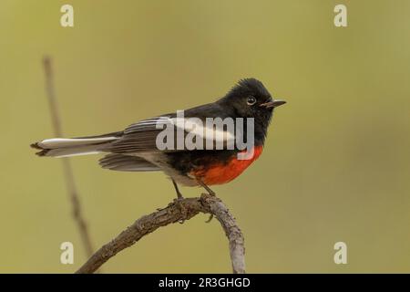 Dipinto Redstart (foto di Myioborus) a Cave Creek Canyon, Cochise County Arizona USA Foto Stock