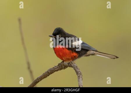 Dipinto Redstart (foto di Myioborus) a Cave Creek Canyon, Cochise County Arizona USA Foto Stock