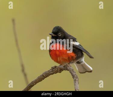 Dipinto Redstart (foto di Myioborus) a Cave Creek Canyon, Cochise County Arizona USA Foto Stock