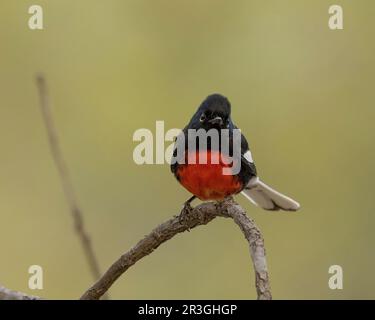 Dipinto Redstart (foto di Myioborus) a Cave Creek Canyon, Cochise County Arizona USA Foto Stock