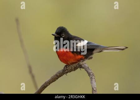 Dipinto Redstart (foto di Myioborus) a Cave Creek Canyon, Cochise County Arizona USA Foto Stock