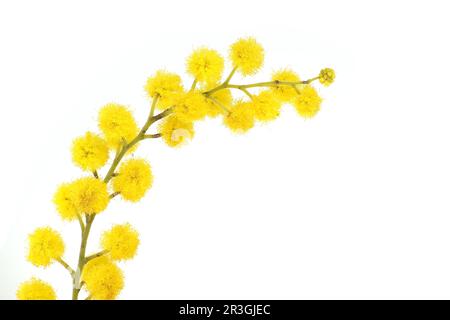 Palline gialle di acacia dealbata in primo piano su sfondo bianco. Mimosa (acqua d'argento) ramo Foto Stock