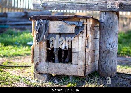 Un cane allegro grande con una linguetta della catena che appende fuori siede in uno stand. Un cane su una catena che protegge la casa. Felice animale domestico a bocca aperta. Un semplice doghou Foto Stock