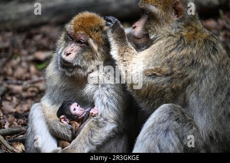 Salem, Germania. 23rd maggio, 2023. Un bambino di pochi giorni Barbary ape si siede in grembo della sua madre e beve nel più grande recinto di ape della Germania, l'Affenberg vicino a Salem. Il giorno prima, una seconda scimmia del barbary del bambino è stata sopportata. L'Affenberg prevede da cinque a 15 macachi del barbary del bambino questo anno. Credit: Felix Kästle/dpa/Alamy Live News Foto Stock