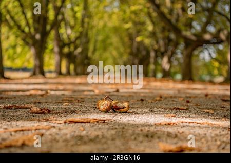 Castagne Foto Stock