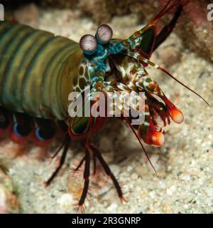 Primo piano della testa con occhi stocchi testa ritratto di gamberetti di mantis di pavone (Odontodactylus scyllarus), gamberetti di mantis di pavone, gamberetti di mantis di clown Foto Stock