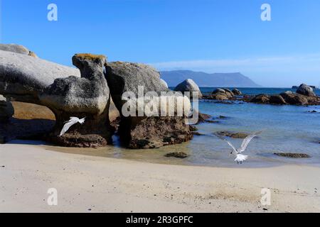 Great Crested-Tern (Thalasseus bergii), Boulder's Beach, Città del Capo, Sudafrica Foto Stock