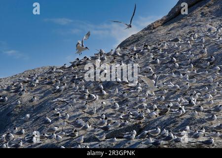 Great Crested-Terns (Thalasseus bergii), colonia nidificante a Boulder's Beach, Città del Capo, Sud Africa Foto Stock