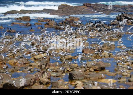 Capo di buona speranza, gregge di Great Crested-Terns (Thalasseus bergii), Città del Capo, Sudafrica Foto Stock