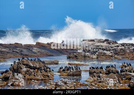 Capo di buona speranza, Capo Cormorani (Phalacrocorax capensis), Grande Crested-Terns (Thalasseus bergii) e Capo foche da pelliccia (Arctocephalus pusilillo) Foto Stock