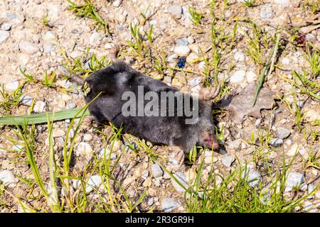 Talpa europea morta (Talpa europaea) con mosca, carcassa fresca, Ternitz, bassa Austria, Austria Foto Stock