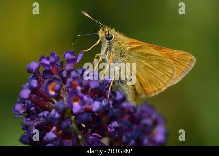 Farfalla Bullhead Foto Stock