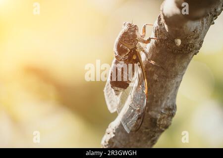 Una cicada siede su un fico in estate, primo piano. Cantando ad alta voce per chiamare la donna. Forte ronzio di cicale. Cicada Lyristes plebejus Foto Stock