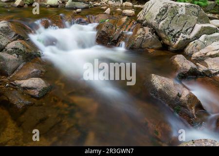 Il fiume Ilse vicino Ilsenburg nella foresta ai piedi del Brocken nel Parco Nazionale di Harz Foto Stock