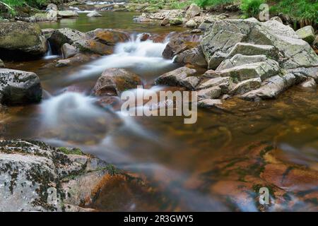 Il fiume Ilse vicino Ilsenburg nella foresta ai piedi del Brocken nel Parco Nazionale di Harz Foto Stock