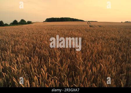 Cornfield al tramonto Foto Stock