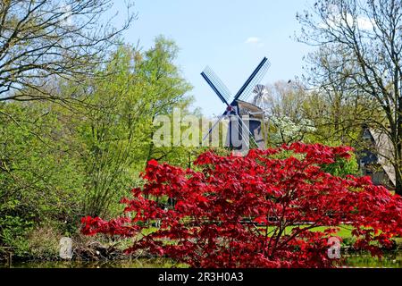 Acero giapponese (Acer rosso), mulino a vento, due piani galleria olanda, museo all'aperto, Bad Zwischenahn, Ammerland, Germania Foto Stock