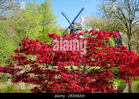 Acero giapponese (Acer rosso), mulino a vento, due piani galleria olanda, museo all'aperto, Bad Zwischenahn, Ammerland, Germania Foto Stock