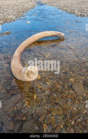 Mammoth è stato immerso in un fiume vicino a un villaggio dubbioso, all'isola di Wrangel, al mare di Chukchi, all'Estremo Oriente russo, sito patrimonio dell'umanità dell'UNESCO Foto Stock