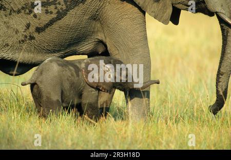 Elefante africano (Loxodonta africana) elefante, elefanti, mammiferi, animali Elephant neonato stare vicino alla madre, Moremi Game Reserve Foto Stock