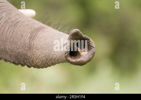 Elefante africano (Loxodonta africana) elefante, elefanti, mammiferi, animali vitello da elefante, primo piano del tronco, Kwando, Linyanti, Botswana, tronco, punta Foto Stock