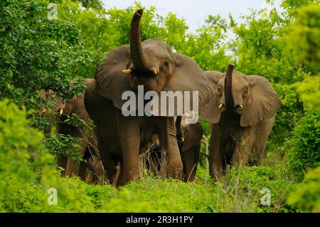 Elefante africano (Loxodonta africana) elefanti, elefanti, mammiferi, animali elefante femmine adulte con vitelli, aria profumata di mandria con tronchi Foto Stock