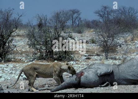 Leone (Panthera leo) Lionessa che si nutra su un elefante morto, Etosha NP. Namibia, Elefantenkadaver Foto Stock