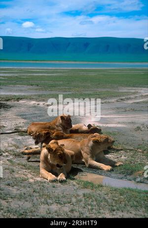 Leone africano (Panthera leo) Niche Lionessa, Leone, Lionesse, predatori, mammiferi, Animali, femmine leone nel Cratere di Ngorongoro (S), Lionessa, Lionesse Foto Stock