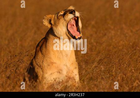 Leone della Lionessa Africana, leoni (Panthera leo), gatti grandi, predatori, mammiferi, Animali, Lioness che sbadigliano, Masai Mara, Kenya, leonessa Foto Stock