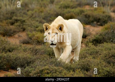 Leone africano leone bianco leone bianco leone, leoni (Panthera leo), gatti grandi, predatori, mammiferi, Animali, leone bianco leone, maschio di 12 mesi, Sanbona Foto Stock