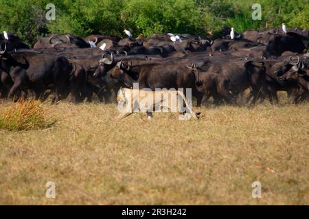 Leoni africani Fish Lion Hunting African Buffalo (Synceros caffer) Okavango, Botswana, Lionessa, Lions (Panthera leo), predatori, Mammiferi, animali Foto Stock