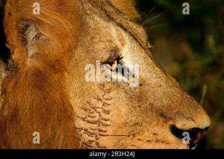 Leone Africano (Panthera leo) Leone di Niche maschio, primo piano di testa e volto, Sabi Sands Game Reserve, Sudafrica Foto Stock