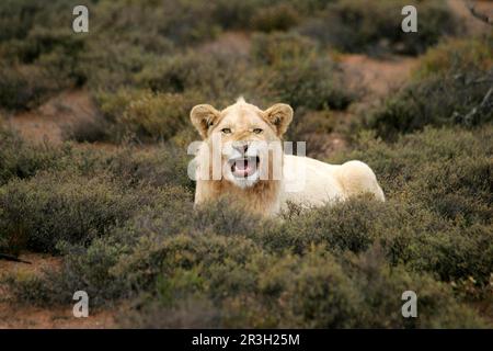 Leone Leone africano leone bianco, leoni (Panthera leo), predatori, mammiferi, animali, Leone bianco leone, maschio di 12 mesi, grimacing, gioco di Sanbona Foto Stock