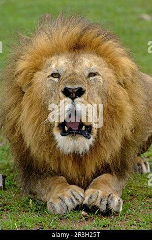 Leone Africano (Panthera leo) Leone di Niche maschio adulto, ruggente, Masai Mara, Kenya Foto Stock