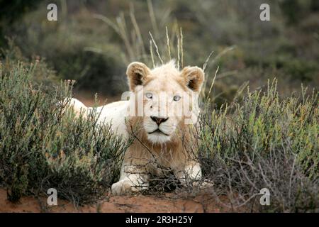 Leone africano leone bianco leone bianco leone, leoni (Panthera leo), gatti grandi, predatori, mammiferi, Animali, leone bianco leone, maschio di 12 mesi, a riposo Foto Stock