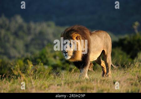 Leone Africano (Panthera leo) Leone di Niche maschio adulto, camminando, Capo Orientale, Sudafrica Foto Stock