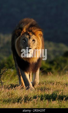 Leone Africano (Panthera leo) Leone di Niche maschio adulto, camminando, Capo Orientale, Sudafrica Foto Stock