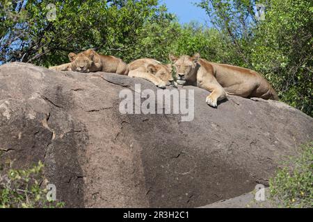 Leone africano Leone di nicchia leoni di nicchia (Panthera leo), leoni, gatti grandi, predatori, mammiferi, Animali, Leone femmina adulta con due cuccioli, che dorme sulla roccia Foto Stock