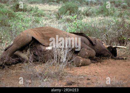 Elefante africano (Loxodonta africana) elefante, elefanti, mammiferi, animali elefante morto adulto, ucciso da bracconieri, Tsavo, Kenya, settembre 1980 Foto Stock