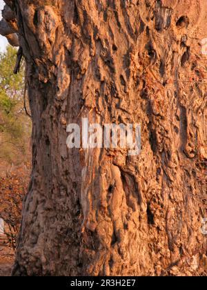 Baobab africano (Adansonia digitale), famiglia di mallow (Bombacaceae), tronco di Baobab, danneggiato da elefante africano (Loxodonta africana) foraging per Foto Stock